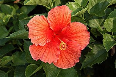 《炼金之境》开发商回应玩家质疑：不会是虚假宣传